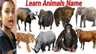 CUTE ANIMALS Video Cow, Cat, Elephant, Dog | Learn Animals Name || Animals Video || 