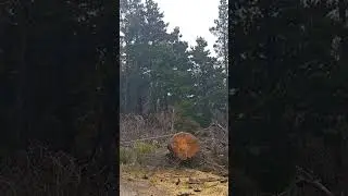 SKIDDING LOGS 