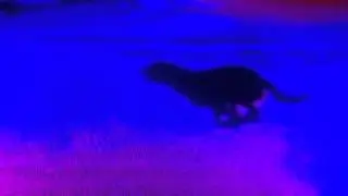 Lukid - This Dog Can Run