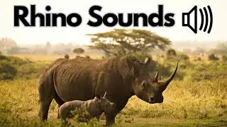 Rhino Sound Effects (Adult & Calf) | No Copyright