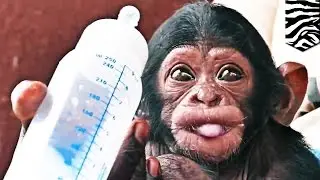 Очаровательные зверушки – включайте мимимиметр!