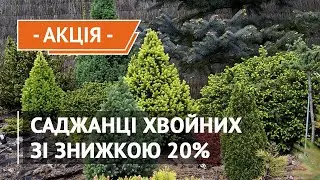 Саженцы хвойных культур – со скидкой 20%! Туя, можжевельник, сосна, пихта – ароматные растения