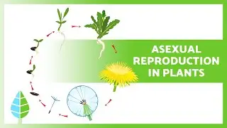 How Plants Reproduce Without Seeds🌿🌸 (Characteristics, Types and Examples)