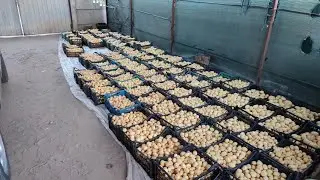 Молодая Картошка 🥔 На Рынок Великие Копани Херсонская Область Левый Берег