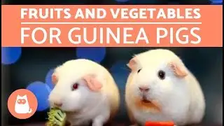 Fruits and Vegetables for Guinea Pigs