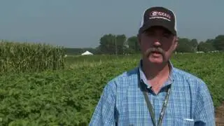 RESEEDING COVER CROPS IN A COTTON ROTATION