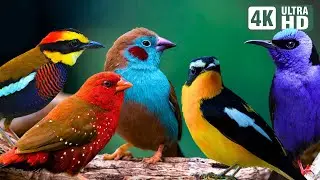 Relaxing Bird Sounds | Breathtaking Beautiful Nature | Healing Birds Sound | Scenic Scenes