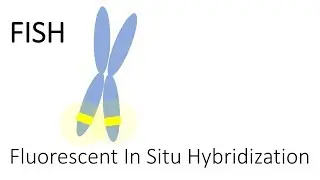 FISH - Fluorescent In Situ Hybridization