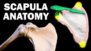 SCAPULA ANATOMY