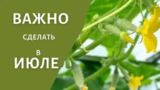 Уход за огурцами в июле. Что делать?