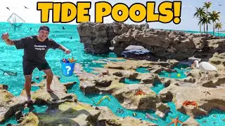 Finding EXOTIC FISH Trapped in TIDE POOLS!!