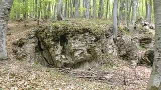 Лесной поиск с камрадами.