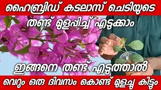 ഇങ്ങനെ നട്ടാൽ? ഹൈബ്രിഡ് കടലാസ്ച്ചെടിയുടെ തണ്ട് വെറും ഒരു ദിവസം കൊണ്ട് മുളച്ചു കിട്ടും