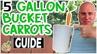 Growing Carrots in 5 Gallon Buckets | Victory Garden Series