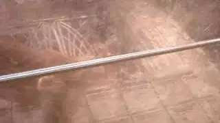 Lion peeing at the MGM