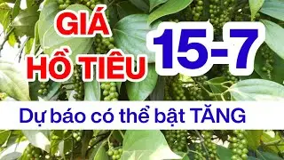 Giá tiêu hôm nay ngày 15/7/2024 thị trường có thể bật tăng