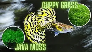 Guppy Grass vs Java Moss – Which is Best For Guppies ?