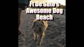 Fort De Soto's Awesome Dog Beach