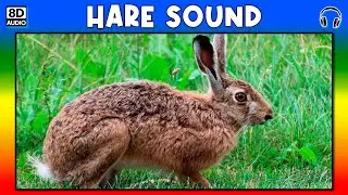 🐰 HARE SOUND - HARE SOUND EFFECT - SOUND OF HARE - NOISE OF HARE