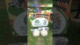 Celebration of 🌽🍄🌳