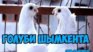 В ГОСТЯХ У ГОЛУБЕВОДА ШЫМКЕНТА ►  ГОЛУБИ КАЗАХСТАНА ► Pigeons  doves  dove