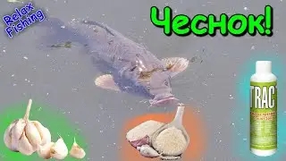 🐟 Реакция рыбы на ЧЕСНОК - свежий/сушеный/аттрактант. Подводная съемка рыбалки. Карась/плотва/бычки.