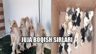 Juja Boqish Sirlari Жужани Кандай бокиш керак