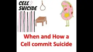 What is Cell suicide: How and When a Cell choose to die (For Basic Biology Students)