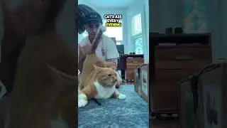 Funny Cat loves to be Smacked on Butt #animals #love #shorts
