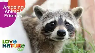 Rescued Raccoon Learns Friendship is the Best Medicine | Love Nature Kids