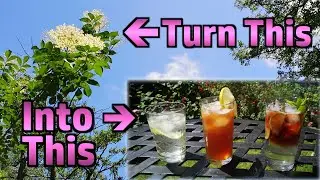 Making Elderflower (and Rose) Cordial