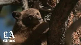 The "bear whisperer" of the eastern Sierra