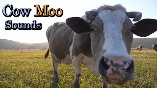 COW Moo SOUNDS - Cattle Farm Animals - Bull Sound Effects