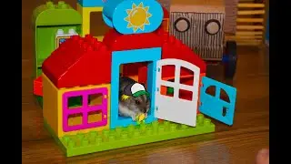 Djungarian hamster runs in a wheel. Cardboard tractor. Craft for a hamster-tractor made of sticks.