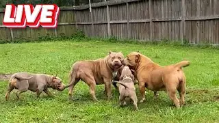 QBN Kennel Live From The Yard | Haters‼️ | American Bully