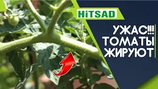 Нет плодов томатов 🍅  Жирование томатов