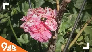 Tips on how to control Japanese beetles in your garden