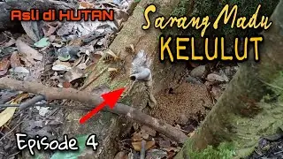 Lebah Madu Kelulut di Belantara Hutan Kaltim // TIMBER CRUISING SURVEY "Episode 4"