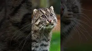 Fishing Cat: The Cat That Hunts Underwater #animals #wildlife #shorts