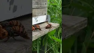 Honeybee Captured by Giant Hornet While Approaching Hive Entrance