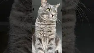 Как игрушки влияют на здоровье кота? 🙀 
