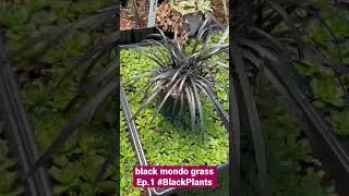 #BlackPlants Ep. 1 | Black Mondo Grass #shorts