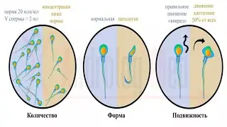 От чего зависит количество спермы?