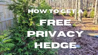 How to get a Free Privacy Hedge