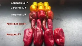 Сорта перцев и их урожайность в теплице. Урожай 2022 г.