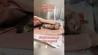 💔Подкинули умирающего котенка/ малыш сидел без помощи/ help save the kitten