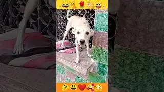 Dog |Puppy| Dog Baby Puppy |Puppydog #Shorts #dog #insaniyat #funny #cat #puppy #animal #shortvideo