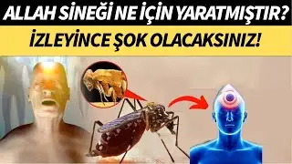 Allah Sivrisinekleri Neden Yarattı? Cevap Sizi Şok Edecek "Kur'an Mucizesi"