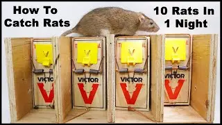 The Best Way To Trap Rats. The Ultimate Rat Trapping System. Mousetrap Monday