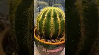 ❄️зимний полив моих кактусов🌵